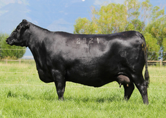 Lot 11: Coleman Everelda Entense 2321