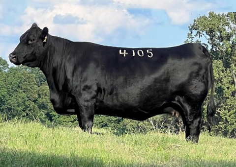 Lot 26: Coleman Donna 4105