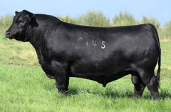 Angus Semen Package - 4203