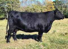 AVF Sara 2304 - 7 embryos