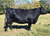 AVF Sara 2304 - 7 embryos