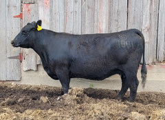 AVF Sara 1801 - 11 embryos