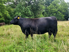 Lot 21: AVF Sara 2304 - 3 Embryos