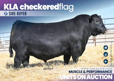 KLA Checkered Flag 213 - 25 units