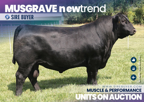 Musgrave New Trend - 30 units