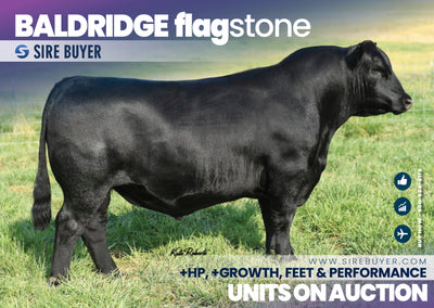 Baldridge Flagstone - 30 units