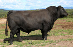 Lot 9: Montana Rita 7112