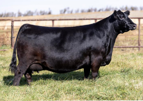 Lot 5: BAR-E-L Bride 28C