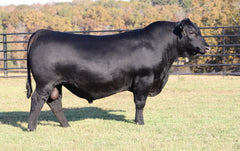 Lot 26: SAV Madane Pride 5810