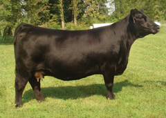 Lot 17: BCA Scaara Eagle Eye 155