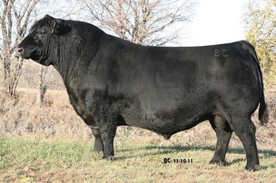 BC Balance 516-7 - 8 certs