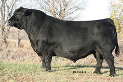 BC Balance 516-7 - 8 certs