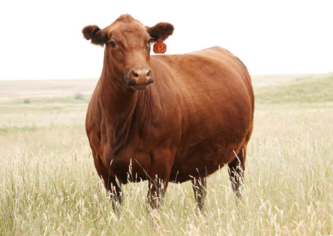 Lot 16:  BJR Crystal 013H