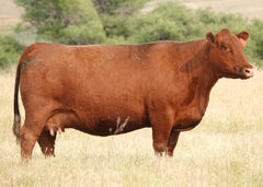 Lot 15:  BJR Copper Queen 801F