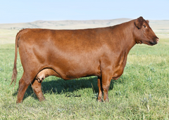 Lot 7:  BJR Primrose 41B