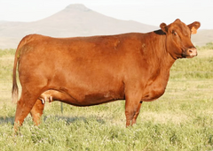 Lot 15:  BJR Copper Queen 801F