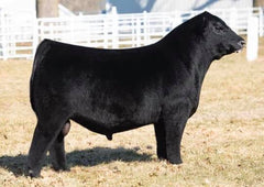 Lot 27: KT Countess 3342