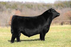 Lot 19: Beaver Creek Scaara 272