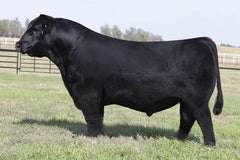 Lot 11: Beaver Creek Scaara 272