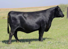Lot 16: Baldridge Isabel D749