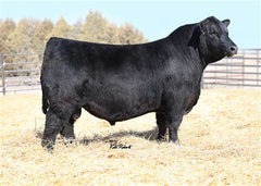 Lot 2: Hoffman 3210 Rito Lady 9962