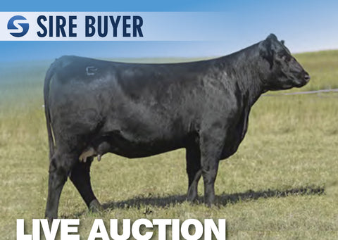Lot 20: Baldridge Pratissa E159 - 3 Embryos