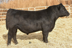 Lot 17: RB Lady Tombstone 426-7503 - (5 Embryos)