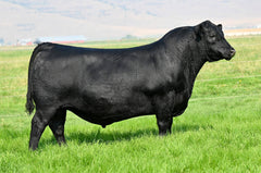 Angus Semen Package - 4203
