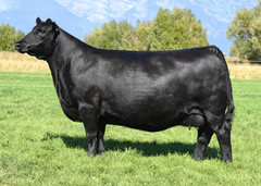 Lot 1: Bar-E-L Bride 28C