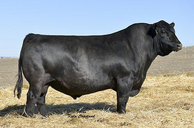 Basin Payweight - 20 units