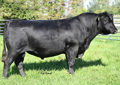 Lot 10: 44 Lucy 0782 (5 Embryos)