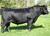 Lot 10: 44 Lucy 0782 (5 Embryos)