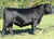 Lot 5: BCC Lucy Enh 5094-9583 - 3 Embryos