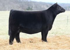 Lot 11: Beaver Creek Scaara 272