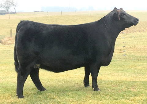 Lot 7: Beaver Creek Scaara 544