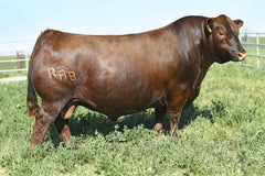 Lot 3:  TBJR Rebalas 6123