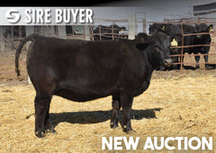 Lot 2:  Blackline Emblynette 3218