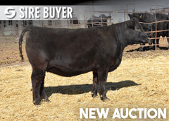 Lot 2:  Blackline Emblynette 3218