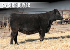 Lot 2:  Blackline Emblynette 3218