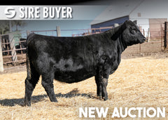 Lot 9: Blackline Emblynette 3342