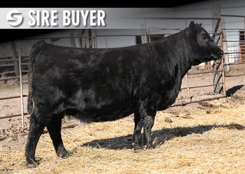 Lot 9: Blackline Emblynette 3342