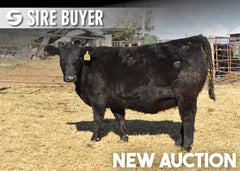 Lot 3:  Blackline Emblynette 3346