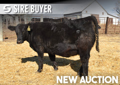 Lot 3:  Blackline Emblynette 3346