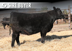 Lot 3:  Blackline Emblynette 3346