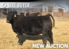 Lot 6: Blackline Lucy 3465