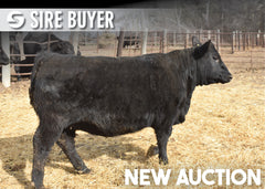 Lot 6: Blackline Lucy 3465