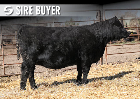 Lot 6: Blackline Lucy 3465