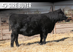 Lot 6: Blackline Lucy 3465