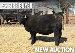 Lot 10: Blackline Madame Pride 3506