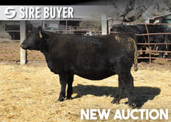 Lot 10: Blackline Madame Pride 3506
